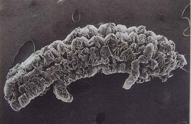 80の網の拡張できるグラファイトは0.5%の湿気によって剥離される拡大されたグラファイトを粉にする